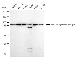 Invitrogen MSP Recombinant Rabbit Monoclonal Antibody (24GB635):Antibodies:Primary