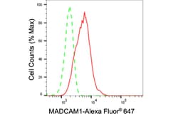 Invitrogen MAdCAM-1 Recombinant Rabbit Monoclonal Antibody (24GB660):Antibodies:Primary