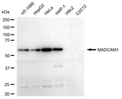 Invitrogen MAdCAM-1 Recombinant Rabbit Monoclonal Antibody (24GB660) 100