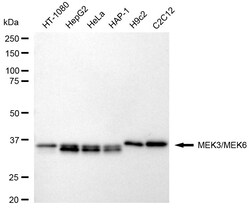 Invitrogen MEK3/MEK6 Recombinant Rabbit Monoclonal Antibody (24GB310) 20