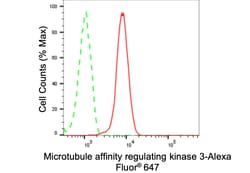 Invitrogen MARK3 Recombinant Rabbit Monoclonal Antibody (24GB3795) 20 &mu;L;
