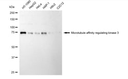 Invitrogen MARK3 Recombinant Rabbit Monoclonal Antibody (24GB3795) 20 &mu;L;