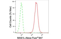 Invitrogen MAS1L Recombinant Rabbit Monoclonal Antibody (24GB140) 100 &mu;L;