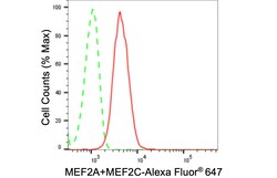 Invitrogen MEF2A/MEF2C Recombinant Rabbit Monoclonal Antibody (24GB1280)