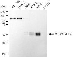 Invitrogen MEF2A/MEF2C Recombinant Rabbit Monoclonal Antibody (24GB1280)