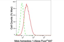 Invitrogen MEIS1 Recombinant Rabbit Monoclonal Antibody (24GB420) 20 &mu;L;