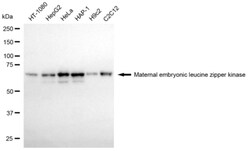 Invitrogen MELK Recombinant Rabbit Monoclonal Antibody (24GB3530) 20 &mu;L;
