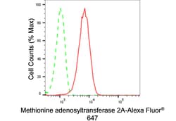Invitrogen MAT2A Recombinant Rabbit Monoclonal Antibody (24GB530) 100 &mu;L;