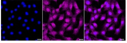 Invitrogen MSRB3 Recombinant Rabbit Monoclonal Antibody (24GB3550):Antibodies:Primary