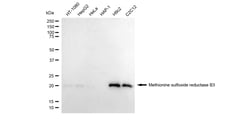 Invitrogen MSRB3 Recombinant Rabbit Monoclonal Antibody (24GB3550):Antibodies:Primary