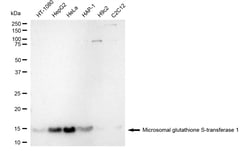 Invitrogen MGST1 Recombinant Rabbit Monoclonal Antibody (24GB5110) 100
