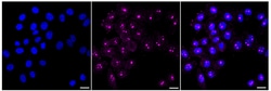 Invitrogen c-Mpl Recombinant Rabbit Monoclonal Antibody (24GB470) 20 &mu;L;