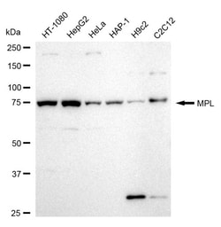 Invitrogen c-Mpl Recombinant Rabbit Monoclonal Antibody (24GB470) 20 &mu;L;