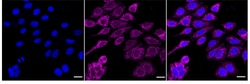 Invitrogen MTCO2 Recombinant Rabbit Monoclonal Antibody (24GB3270):Antibodies:Primary