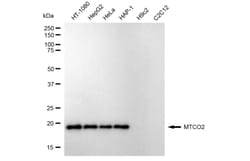 Invitrogen MTCO2 Recombinant Rabbit Monoclonal Antibody (24GB3270) 100