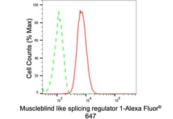 Invitrogen MBNL1 Recombinant Rabbit Monoclonal Antibody (24GB610):Antibodies:Primary