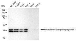 Invitrogen MBNL1 Recombinant Rabbit Monoclonal Antibody (24GB610) 100 &mu;L;