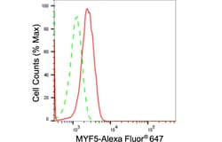Invitrogen MYF5 Recombinant Rabbit Monoclonal Antibody (24GB615) 20 &mu;L;