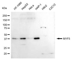 Invitrogen MYF5 Recombinant Rabbit Monoclonal Antibody (24GB615) 20 &mu;L;