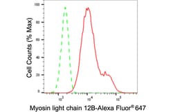Invitrogen MRLC2 Recombinant Rabbit Monoclonal Antibody (24GB65) 20 &mu;L;
