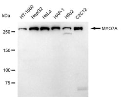 Invitrogen MYO7A Recombinant Rabbit Monoclonal Antibody (24GB665) 100 &mu;L;