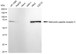 Invitrogen NPR3 Recombinant Rabbit Monoclonal Antibody (24GB3585) 100 &mu;L;