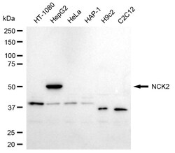 Invitrogen NCK2 Recombinant Rabbit Monoclonal Antibody (24GB105) 20 &mu;L;