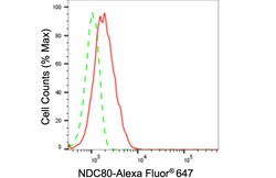 Invitrogen HEC1 Recombinant Rabbit Monoclonal Antibody (24GB415):Antibodies:Primary