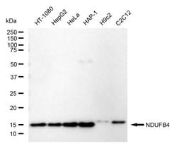 Invitrogen NDUFB4 Recombinant Rabbit Monoclonal Antibody (24GB500) 100