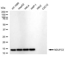 Invitrogen NDUFC2 Recombinant Rabbit Monoclonal Antibody (24GB505) 100