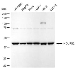 Invitrogen NDUFS2 Recombinant Rabbit Monoclonal Antibody (24GB495) 20 &mu;L;