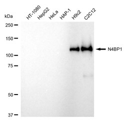 Invitrogen N4BP1 Recombinant Rabbit Monoclonal Antibody (24GB120) 20 &mu;L;