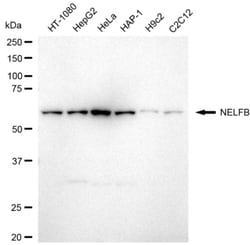 Invitrogen COBRA1 Recombinant Rabbit Monoclonal Antibody (24GB3740) 20