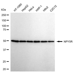 Invitrogen NPY5R Recombinant Rabbit Monoclonal Antibody (24GB60) 100 &mu;L;