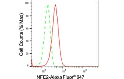 Invitrogen NFE2 Recombinant Rabbit Monoclonal Antibody (24GB520) 100 &mu;L;