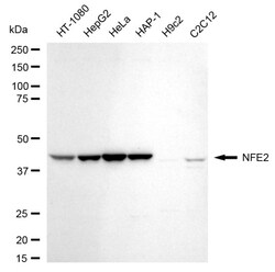 Invitrogen NFE2 Recombinant Rabbit Monoclonal Antibody (24GB520) 100 &mu;L;