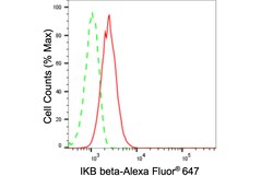 Invitrogen IkB beta Recombinant Rabbit Monoclonal Antibody (24GB235) 20
