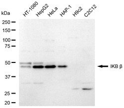 Invitrogen IkB beta Recombinant Rabbit Monoclonal Antibody (24GB235) 20