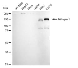 Invitrogen Nidogen Recombinant Rabbit Monoclonal Antibody (24GB4995) 100