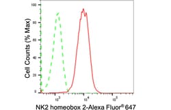 Invitrogen Nkx2.2 Recombinant Rabbit Monoclonal Antibody (24GB715) 100