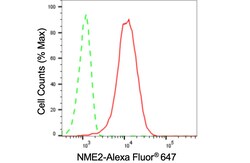 Invitrogen NME2 Recombinant Rabbit Monoclonal Antibody (24GB3730) 20 &mu;L;
