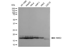 Invitrogen NME2 Recombinant Rabbit Monoclonal Antibody (24GB3730) 20 &mu;L;