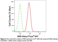 Invitrogen NMI Recombinant Rabbit Monoclonal Antibody (24GB190) 100 &mu;L;