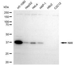 Invitrogen NMI Recombinant Rabbit Monoclonal Antibody (24GB190) 100 &mu;L;