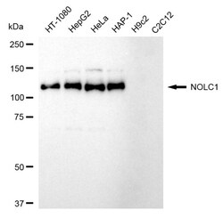 Invitrogen NOLC1 Recombinant Rabbit Monoclonal Antibody (24GB490) 100 &mu;L;