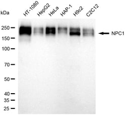 Invitrogen NPC1 Recombinant Rabbit Monoclonal Antibody (24GB620):Antikörper:Primärantikörper