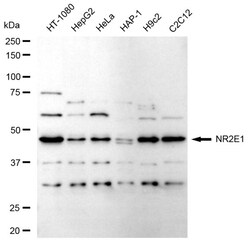Invitrogen TLX Recombinant Rabbit Monoclonal Antibody (24GB605) 100 &mu;L;