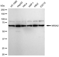 Invitrogen NR5A2 Recombinant Rabbit Monoclonal Antibody (24GB390) 100 &mu;L;