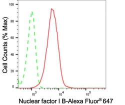 Invitrogen NFIB Recombinant Rabbit Monoclonal Antibody (24GB3600):Antikörper:Primärantikörper