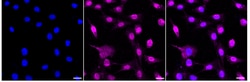 Invitrogen NFIB Recombinant Rabbit Monoclonal Antibody (24GB3600):Antikörper:Primärantikörper